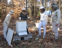 A public hive opening